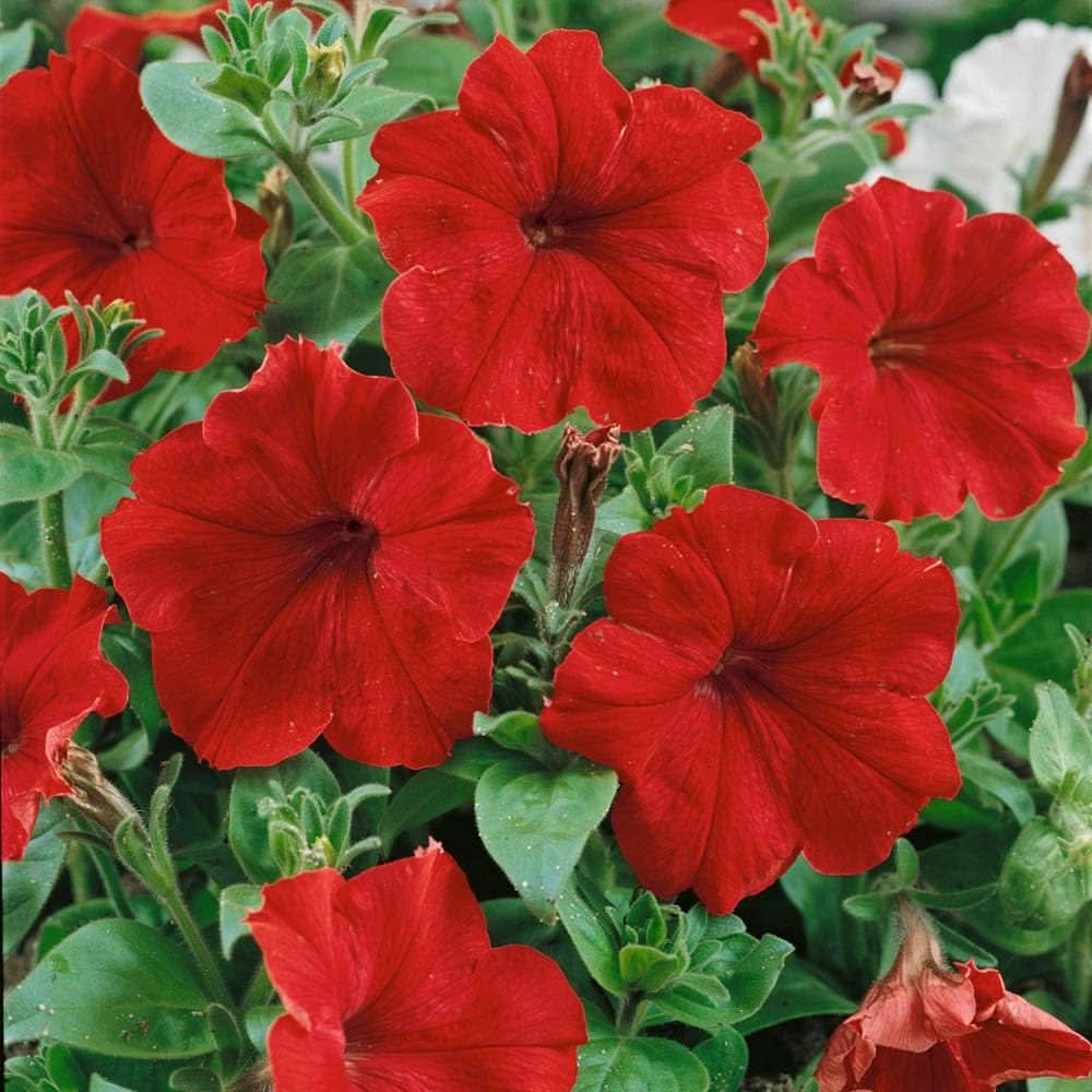 red petunia flower seeds