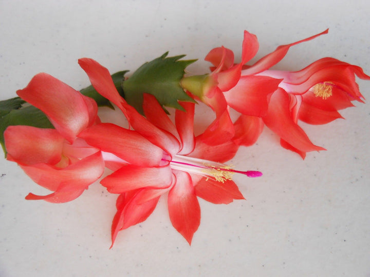 Zygocactus Schlumbergera frø til udplantning, 100 stk