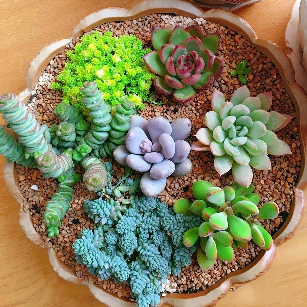 Mixed Succulent Flower Seeds – Heirloom Non-GMO Drought-Tolerant Seeds for Garden Planting