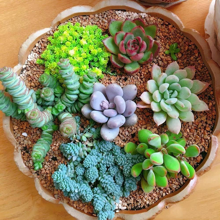 Mixed Succulent Flower Seeds – Heirloom Non-GMO Drought-Tolerant Seeds for Garden Planting