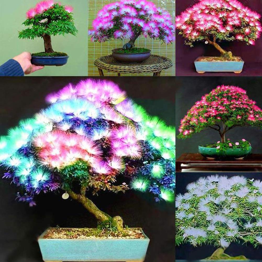 Fresh Albizia Flower Seeds for Planting, Mixed Colour 100 pcs