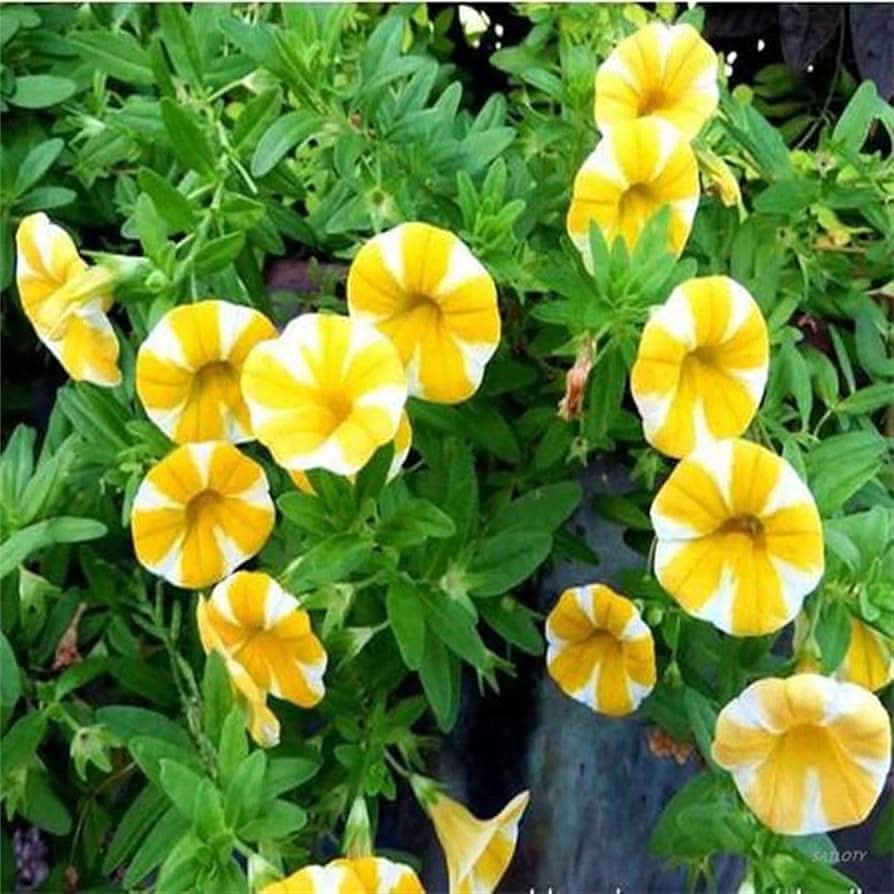 yellow heirloom flower seeds