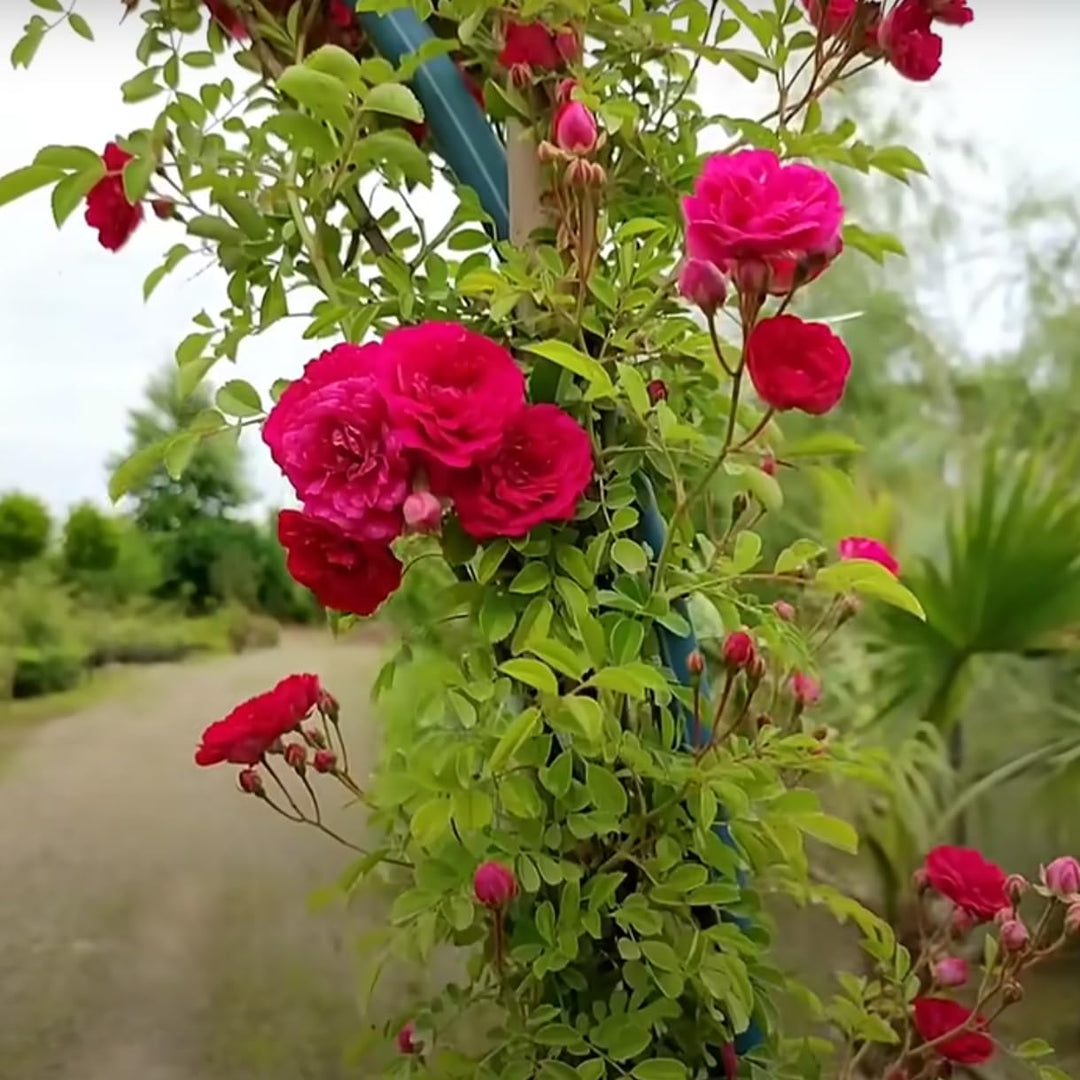 green climbing flower seeds