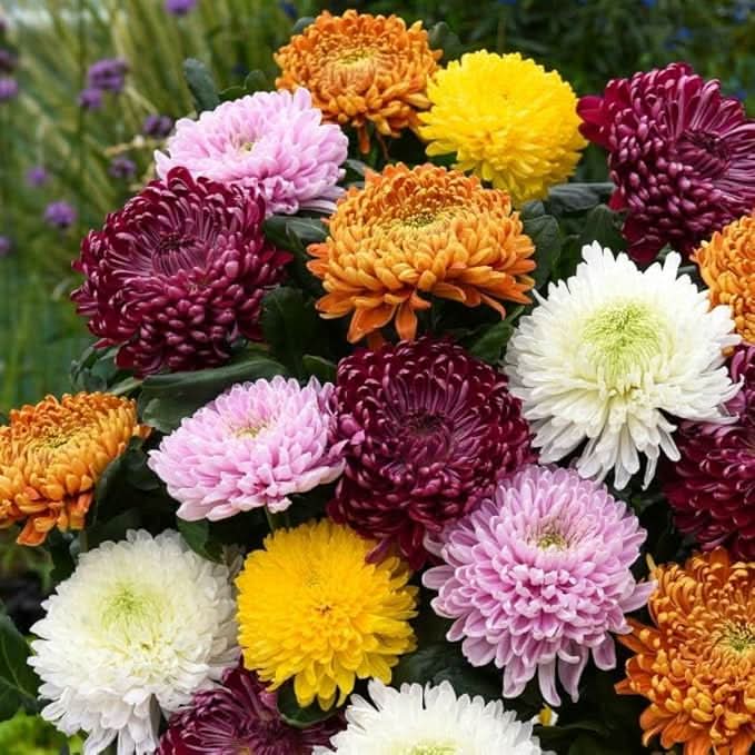 colorful chrysanthemum flower seeds