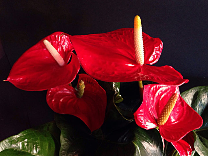 Røde Anthurium blomsterfrø til plantning - 100 stk