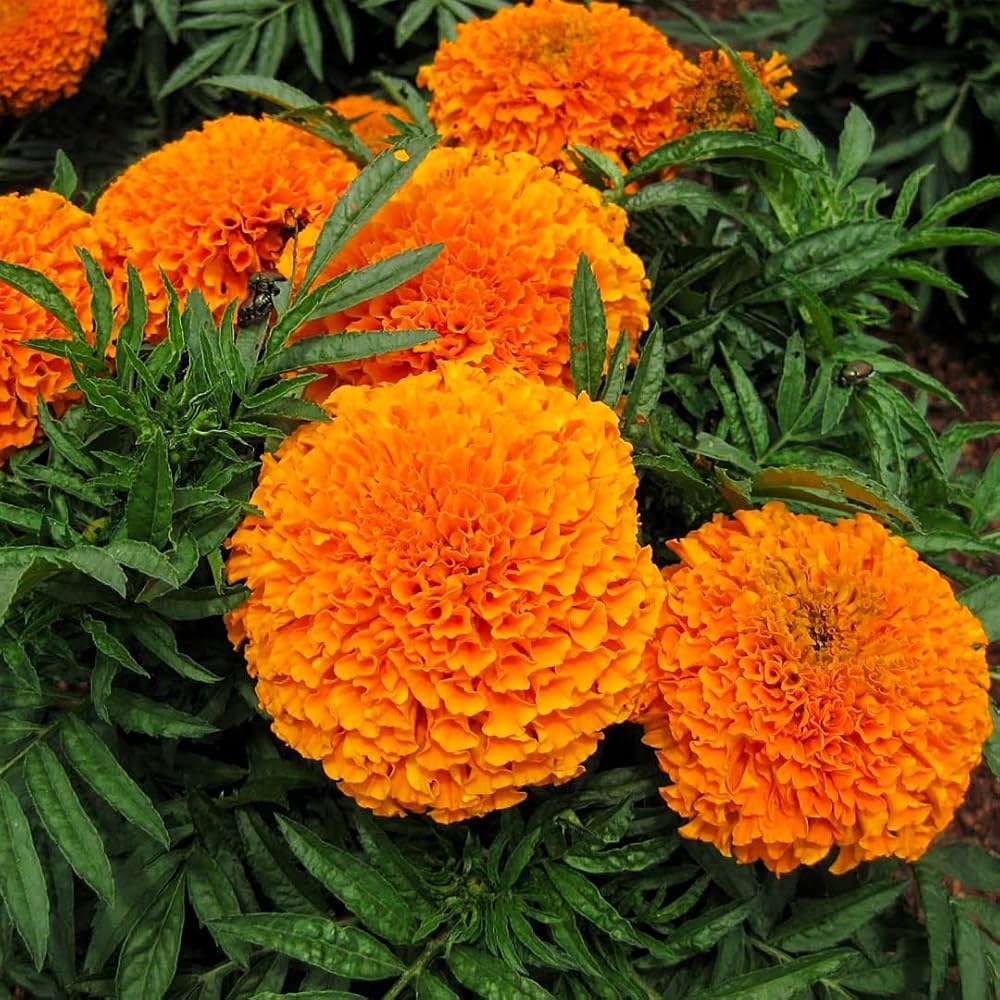african marigold flower seeds