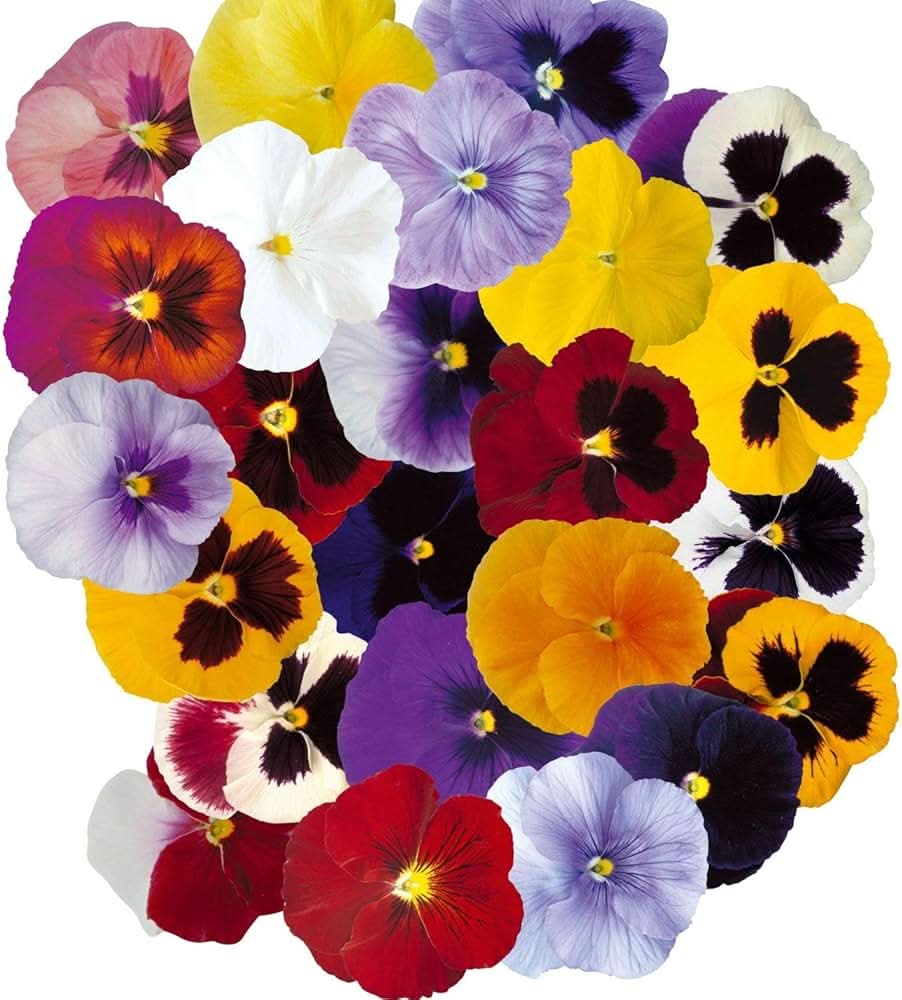 garden pansy flower seeds