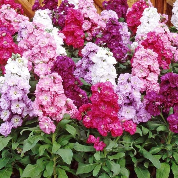 Evening-Scented Flower Seeds for Planting Mixed 100 pcs