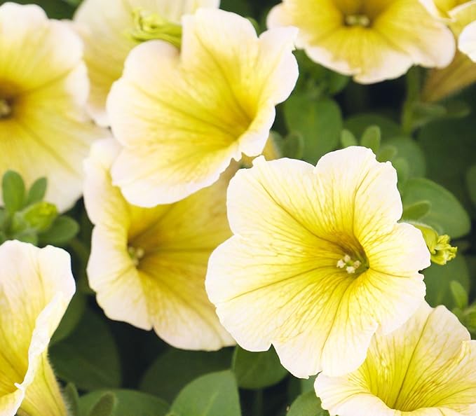 Yellow and White Petunia Flower Seeds for Planting - Heirloom, NON-GMO, Easy to Grow Blooms