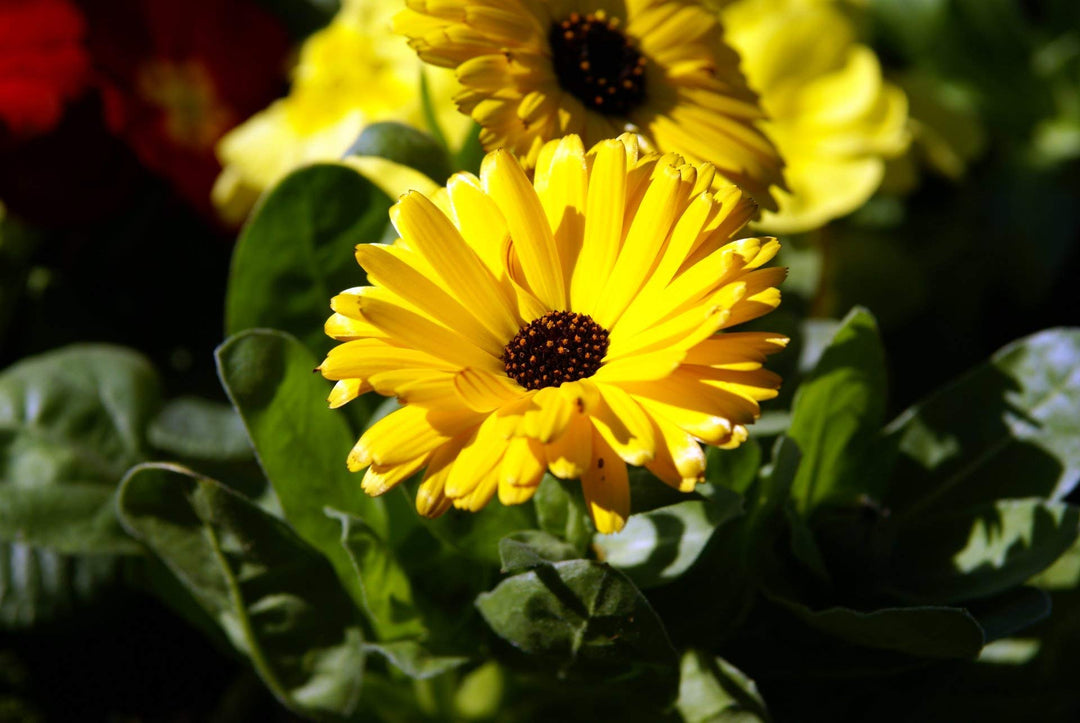 green gulsarfi flower seeds
