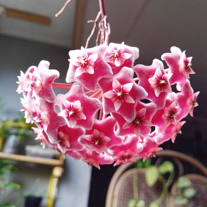 Heirloom Pink White Hoya Carnosa Flower Seeds – Non-GMO, High Germination Organic Garden Seeds for Exotic Planting