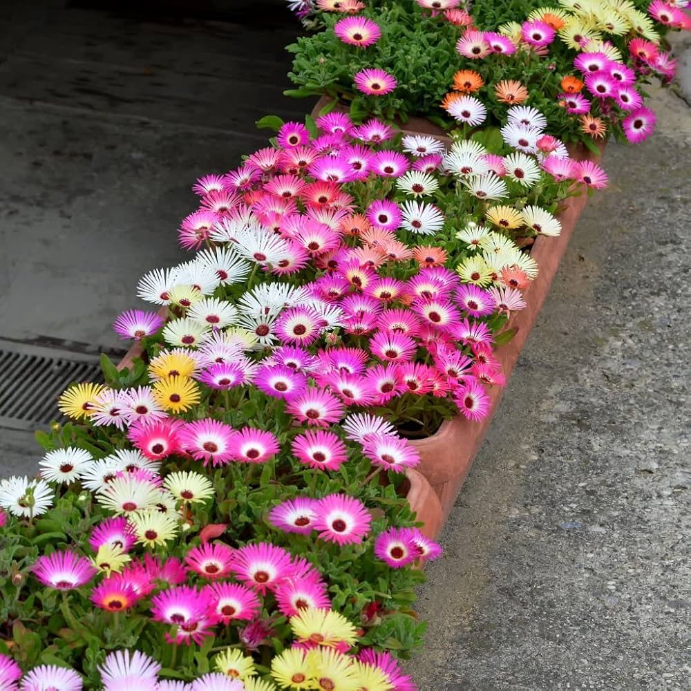 Pink Dorotheanthus Flower Seeds for Planting - 100 pcs