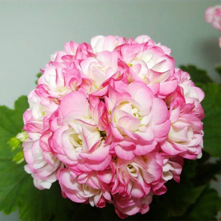 Geranium Pelargonium Seeds for Planting - White & Pink 100 pcs