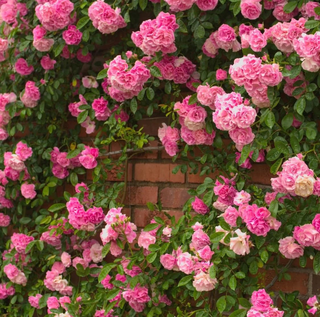 Pink Climbing Rose Seeds for Planting – Heirloom, Non-GMO