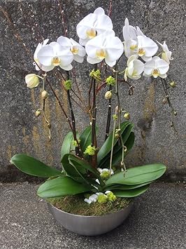 Flower Seeds, Seeds for Planting, Plant Seeds