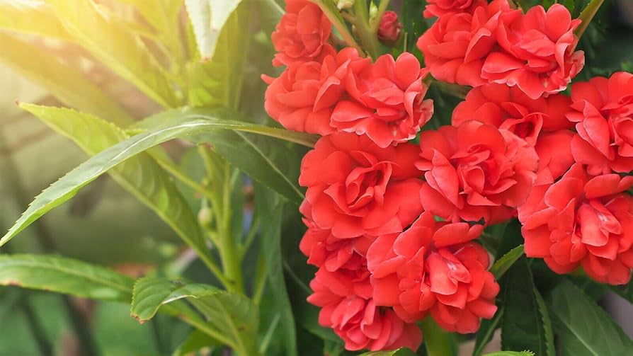 Heirloom Non-GMO Impatiens Carousel Flower Seeds for Planting – Colorful Shade-Loving Garden Blooms