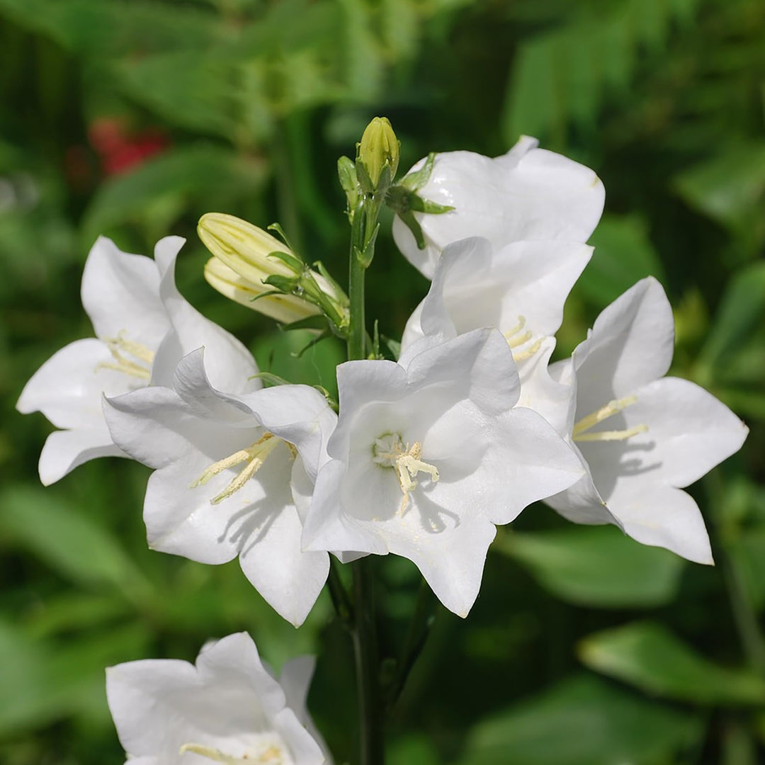 white white flower seeds