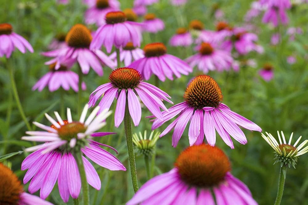 purple coneflower flower seeds