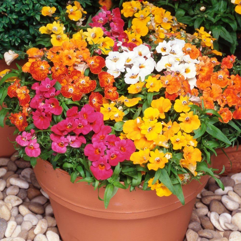 nemesia sundrops flower seeds