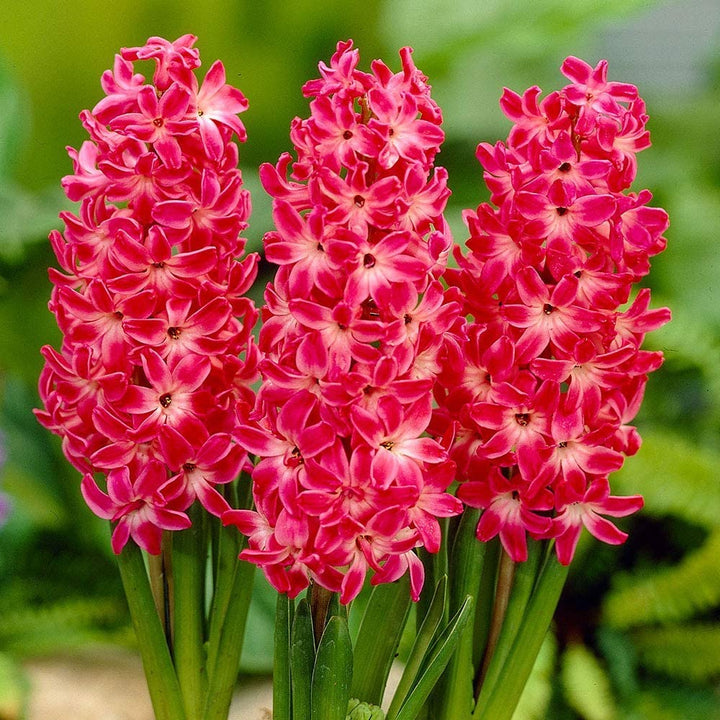 Organic Heirloom Red Hyacinth Flower Seeds for Planting – Non-GMO Fragrant Spring Blooms