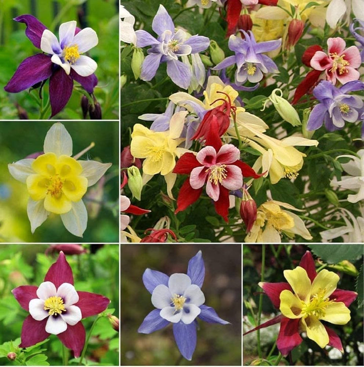 Heirloom Non-GMO Multi-Colored Columbine Flower Seeds for Planting – Vibrant Perennial Garden Seeds