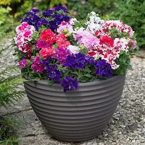 double leaves flower seeds