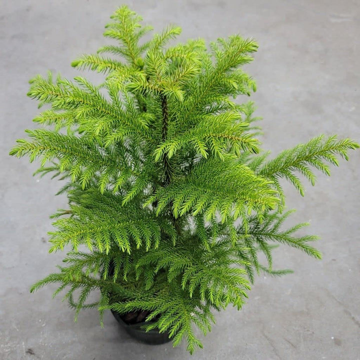 Green Araucaria Plant Seeds for Planting - 100 pcs