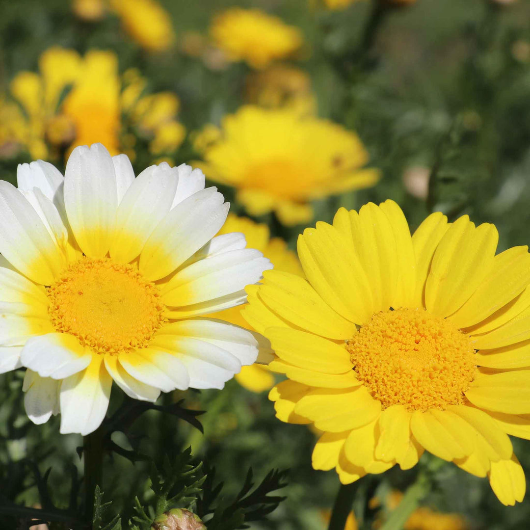 garland daisy flower seeds