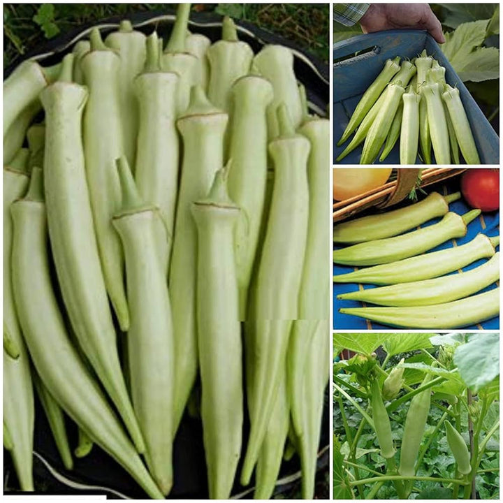 White Okra Vegetable Seeds for Planting – Heirloom, Non-GMO Seeds for High-Yield Organic Garden Growing