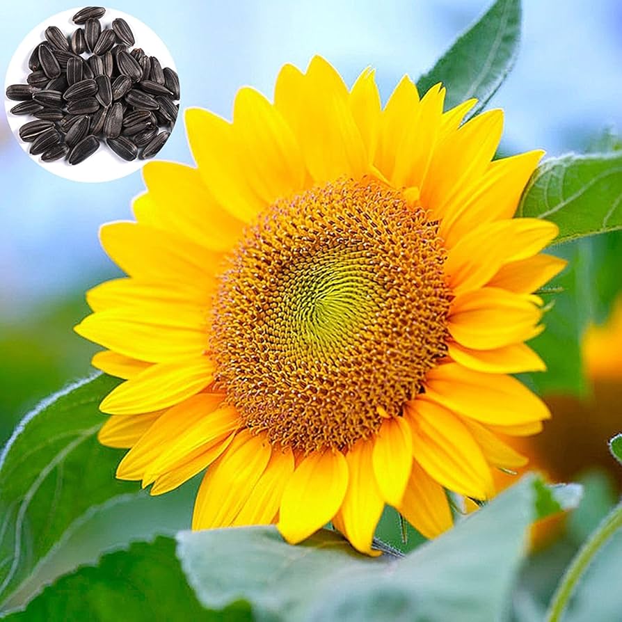 panache sunflower flower seeds
