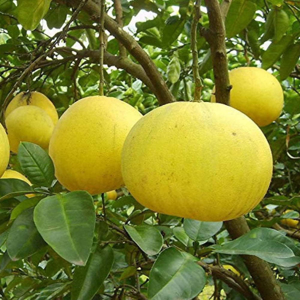 planting pomelo seeds Pomelo Fruit Seeds – NON GMO Citrus Seeds – Neeraseeds