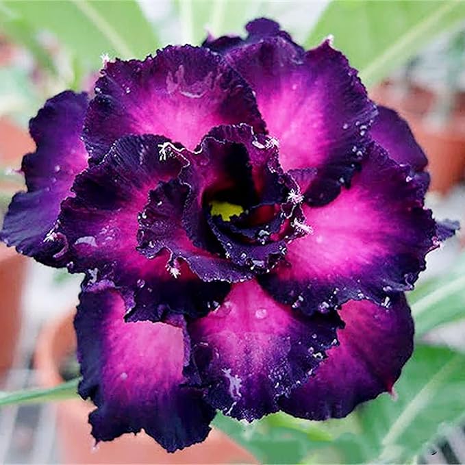 Adenium Obesum Flower Seeds for Planting, Heirloom, Non-GMO, 100 pcs