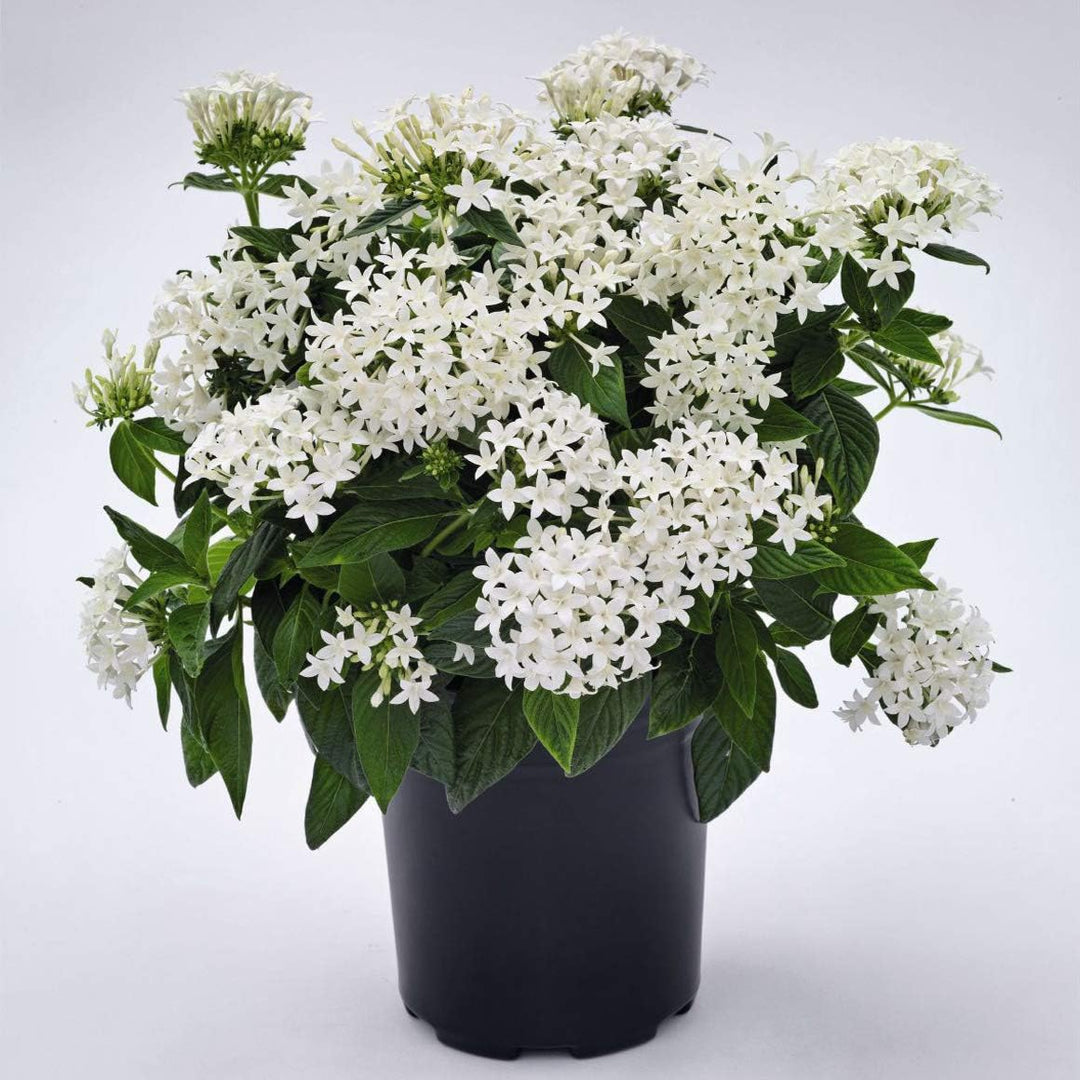 Lanceolata Flower Seeds for Planting White 100 pcs