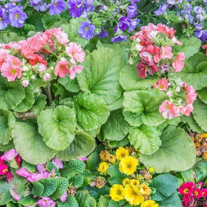 Organic Heirloom Non-GMO Malacoides Flower Seeds for Planting – Mixed Color Blooms