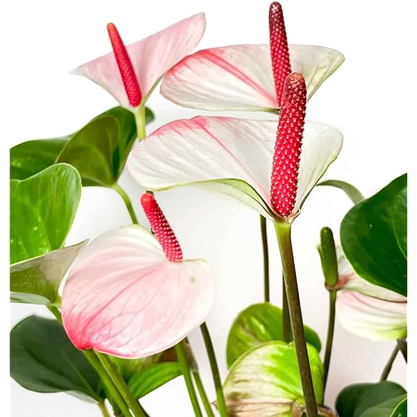 Anthurium Andraeanu Creme Blomsterfrø til Plantning 100 stk