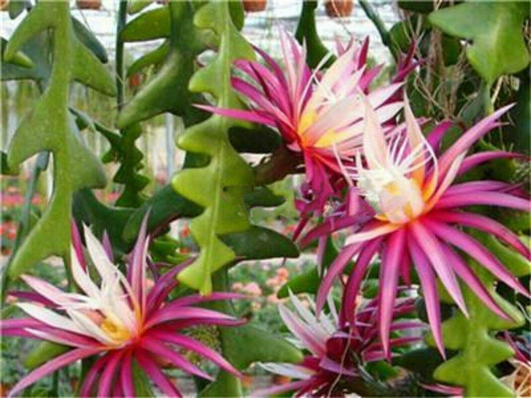 White Violet Epiphyllum Flower Seeds – Heirloom, Non-GMO,  for Garden Planting