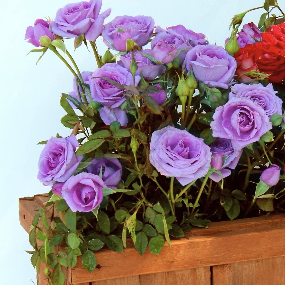 Fresh Unique Rose Flower Seeds for Planting, Purple Mix 100 pcs