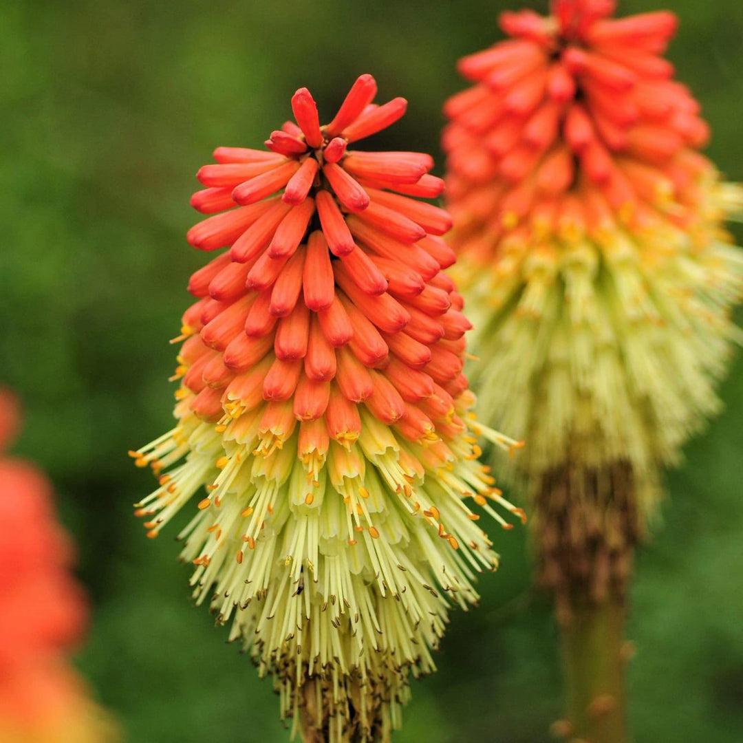 planting red hot poker seeds Red Hot Poker Flower For Planting Bulk Garden Borders Flower Seeds for Exotic Organic – Neeraseeds