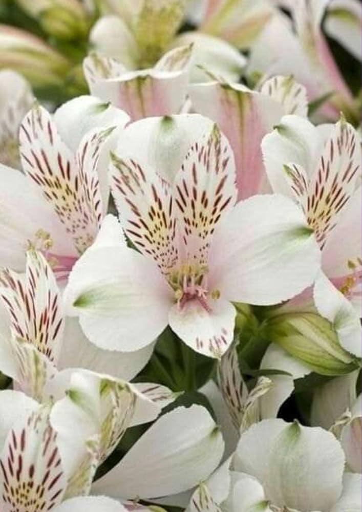 peruvian lily flower seeds