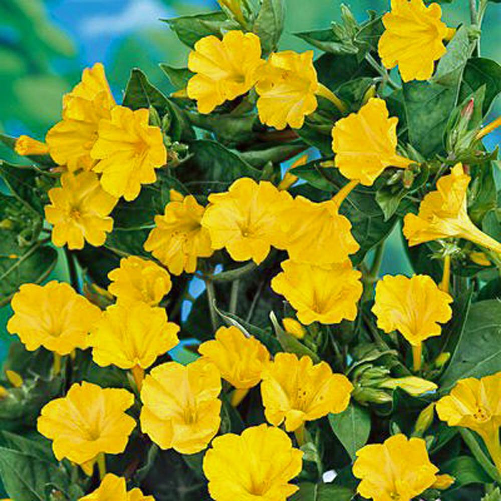 golden yellow flower seeds
