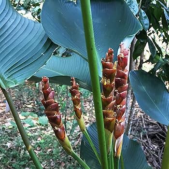 Brown Calathea Lutea Seeds for Planting - Heirloom & Non-GMO Seeds