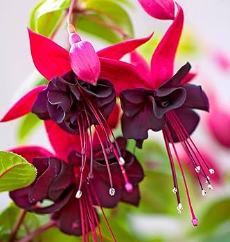 Fresh Fuchsia Flower Seeds for Planting, Pink Maroon 100 pcs