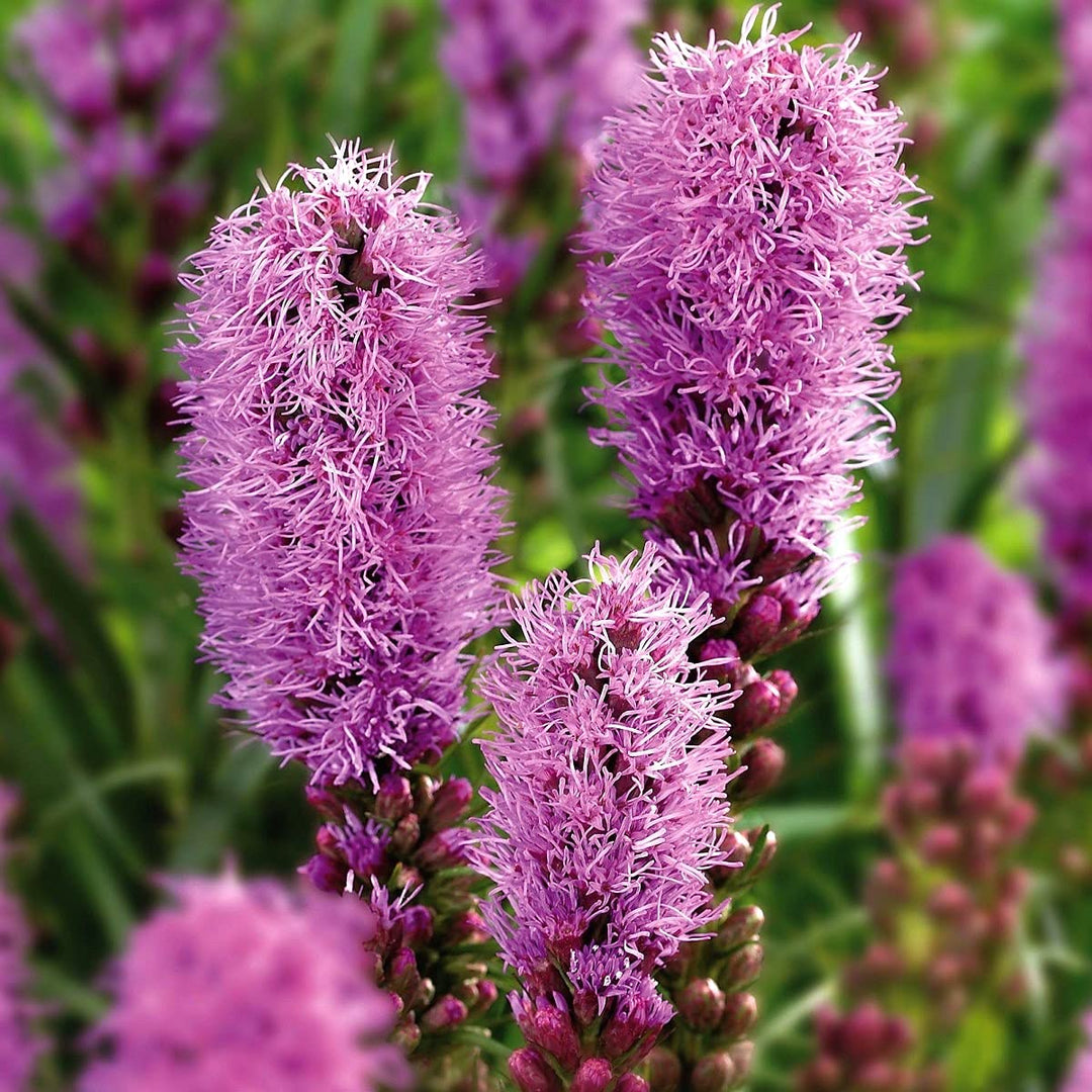 blazing star flower seeds
