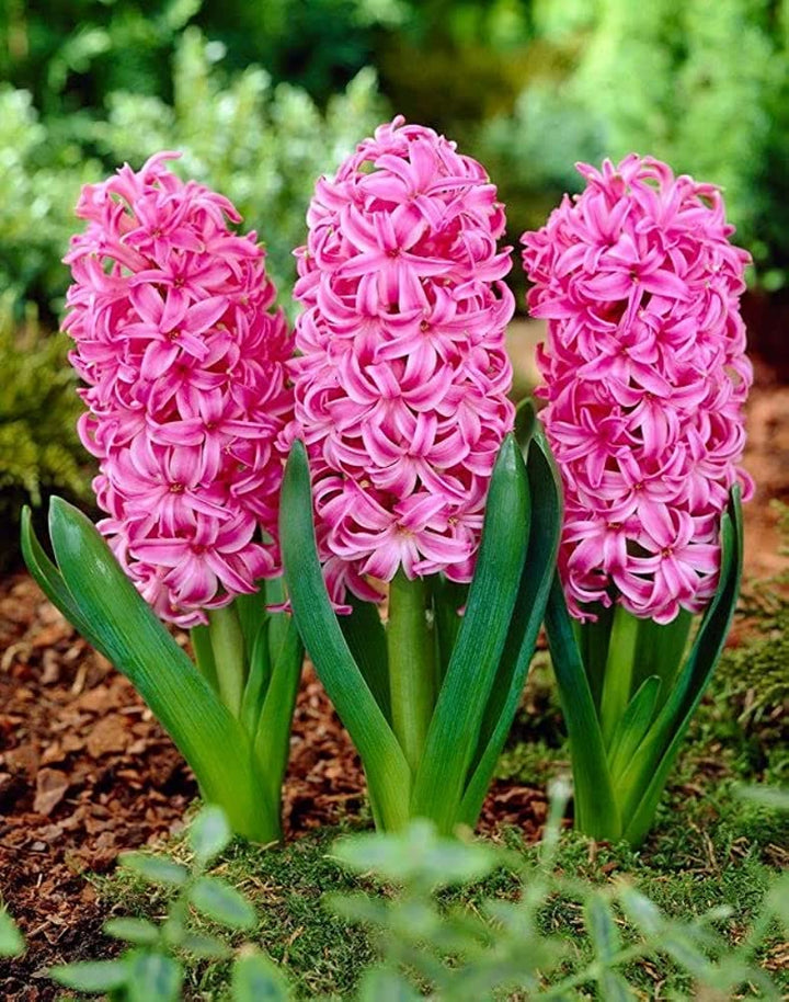 Heirloom Non-GMO Hyacinth Flower Seeds for Planting – Fragrant Spring Blooms, High Germination Organic Seeds
