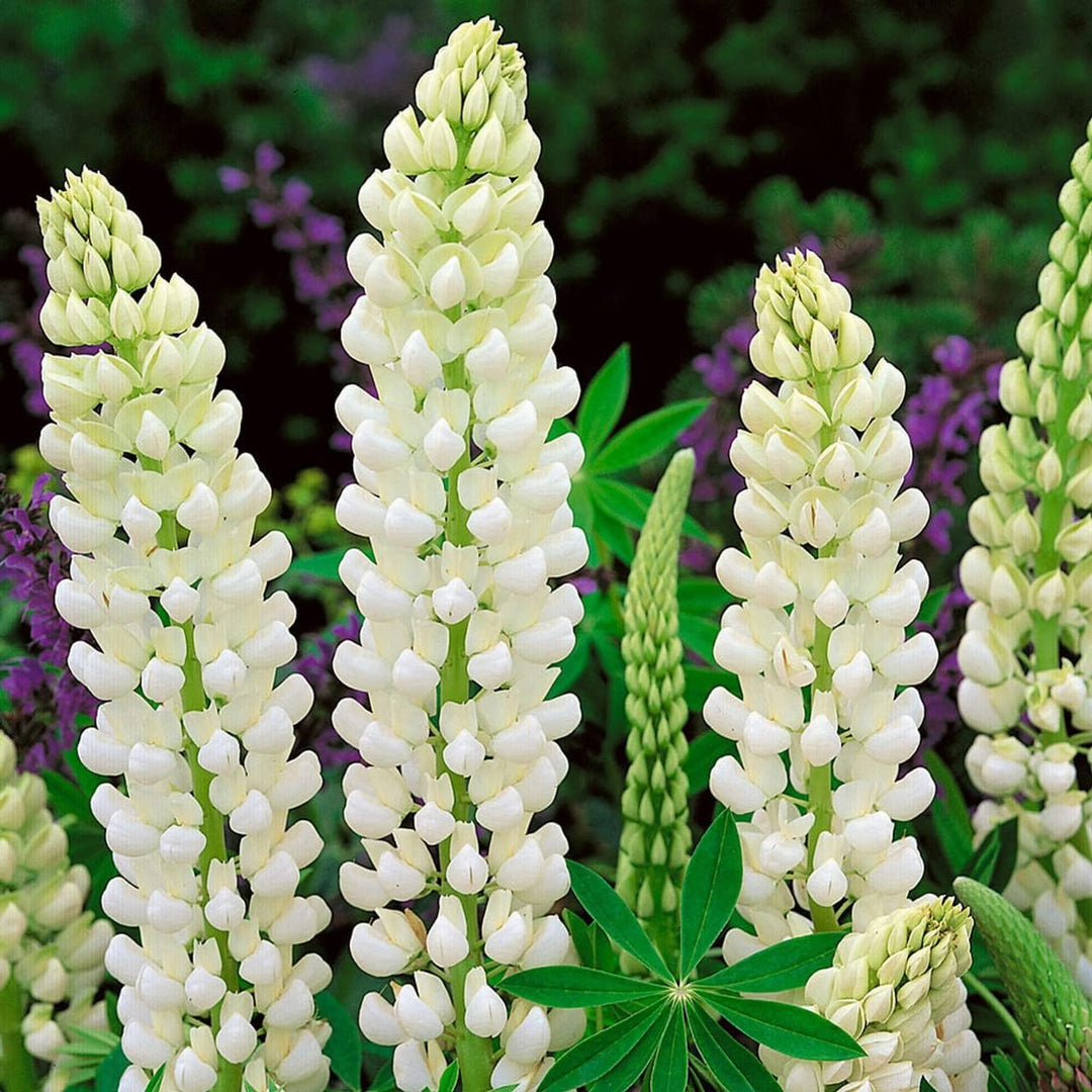 Flower Seeds, Seeds for Planting, Plant Seeds