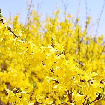 Yellow Forsythia Flower Seeds for Planting, Pale Yellow, 100 pcs