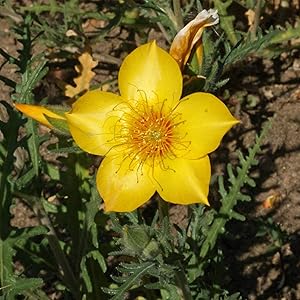 yellow mentzelia flower seeds