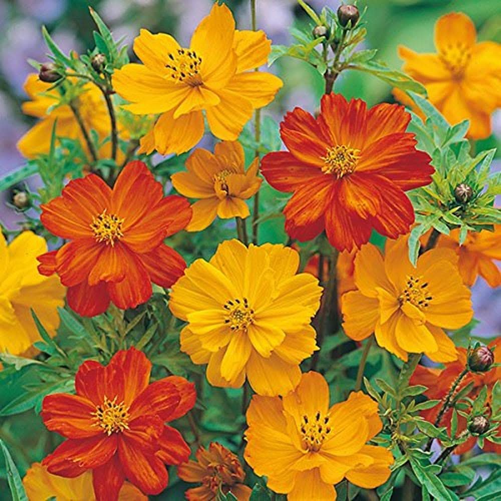cosmos gatection flower seeds