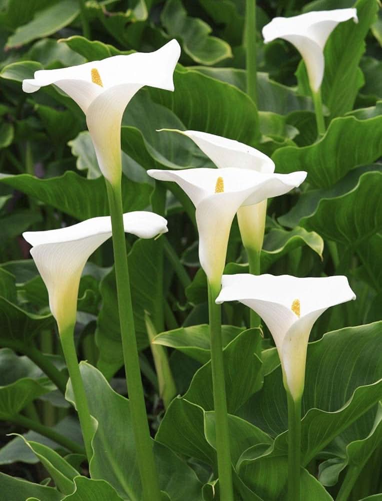 calla lily flower seeds