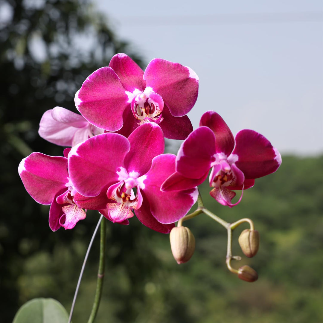 Pink Red Phalaenopsis Orchid Flower Seeds – Heirloom Non-GMO High Germination Organic Garden Seeds for Planting